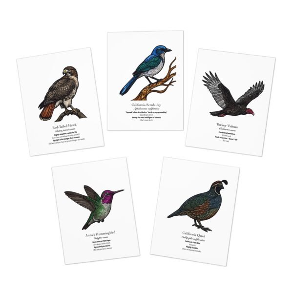 California Birds - Greeting Cards (Pack of 5)