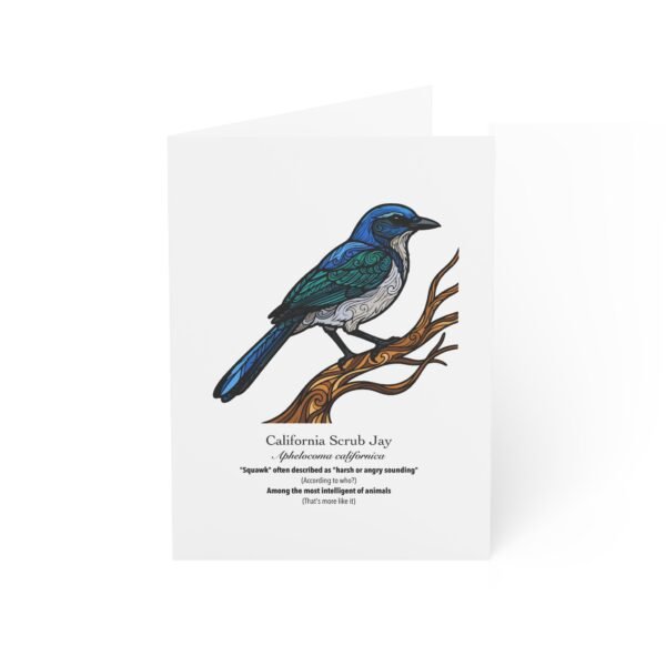 California Scrub Jay - Illustrated Greeting Cards (Pack of 10)