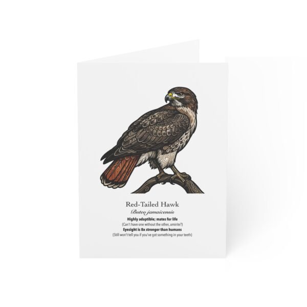 Red-Tailed Hawk - Illustrated Greeting Cards (Pack of 10)